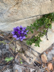Psoralea fruticans