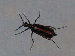 Pyrota akhurstiana