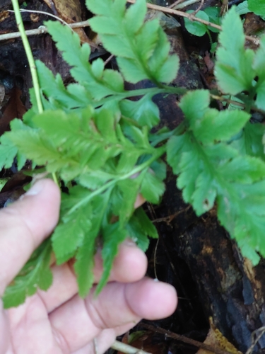 Image of Sceptridium japonicum by (c) WATANABE Hitoshi 渡辺仁, some rights reserved (CC BY)