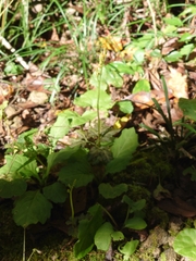 Sceptridium ternatum