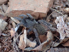 Brachionopus