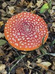Amanita muscaria