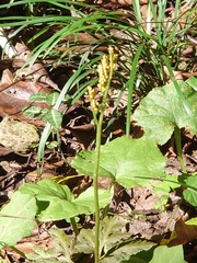 Sceptridium ternatum