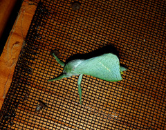 Aenetus eximia