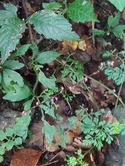 Persicaria filiformis