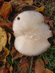Agaricus