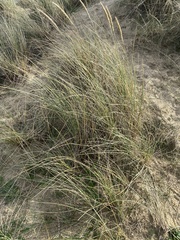 Ammophila arenaria