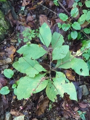 Persicaria filiformis