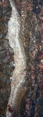 Psammophis brevirostris