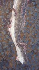 Psammophis brevirostris
