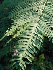 Pteris terminalis fauriei