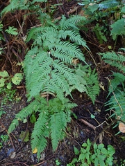 Pteris terminalis fauriei