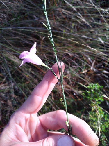 Image of Agalinis linifolia by (c) Scott Ward, some rights reserved (CC BY)