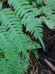 Pteris terminalis fauriei