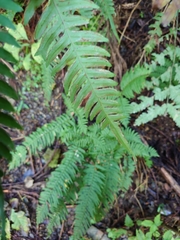 Pteris terminalis fauriei