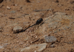 Macrothemis marmorata