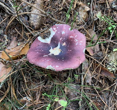 Russula xerampelina