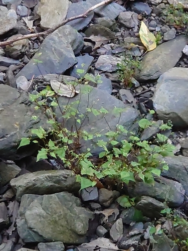 Image of Persicaria debilis by (c) WATANABE Hitoshi 渡辺仁, some rights reserved (CC BY)
