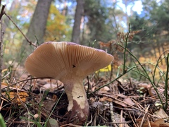 Russula xerampelina
