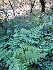 Rhachidosorus mesosorus