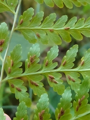 Rhachidosorus mesosorus