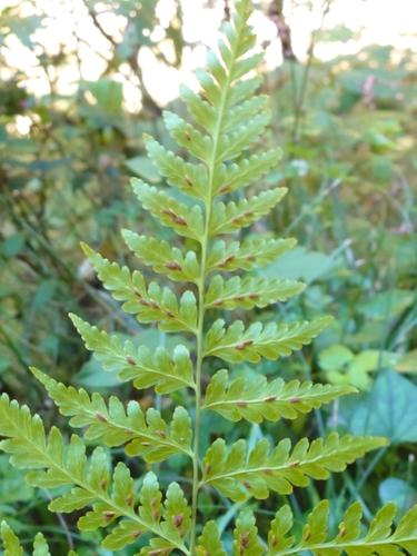 Rhachidosoraceae