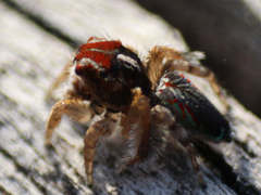 Maratus linnaei