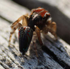 Maratus linnaei