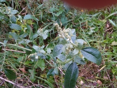 Atriplex sagittata