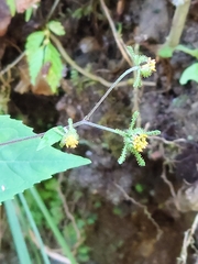 Sigesbeckia glabrescens