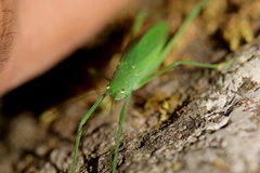 Scopiorinus fragilis
