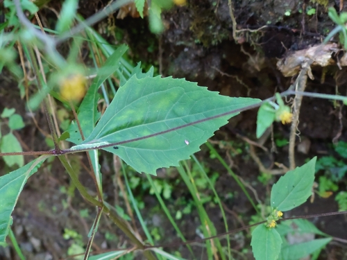 Image of Sigesbeckia Glabrescens (Sigesbeckia glabrescens) by (c) WATANABE Hitoshi 渡辺仁, some rights reserved (CC BY)