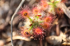Drosera roseana