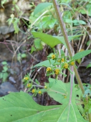 Sigesbeckia pubescens
