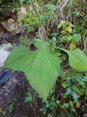 Sigesbeckia pubescens