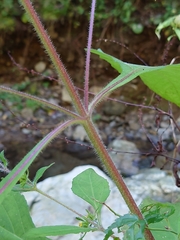Sigesbeckia pubescens