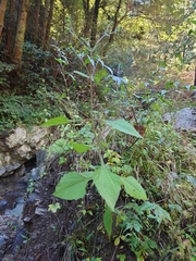 Sigesbeckia pubescens