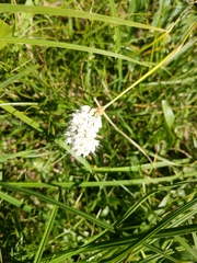 Bistorta bistortoides