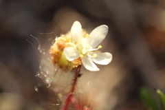 Drosera roseana