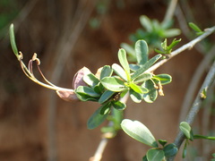 Cadaba natalensis