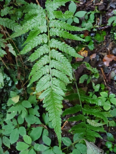 Image of Deparia japonica by (c) WATANABE Hitoshi 渡辺仁, some rights reserved (CC BY)