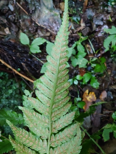 Image of Deparia japonica by (c) WATANABE Hitoshi 渡辺仁, some rights reserved (CC BY)