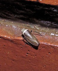 Sordana sordida