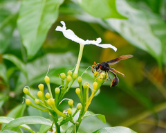 Delta pyriforme circinale