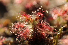 Drosera roseana
