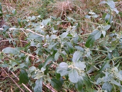 Atriplex sagittata