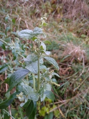 Atriplex sagittata