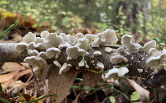 Fungi