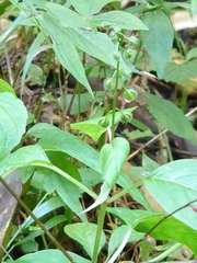 Circaea mollis