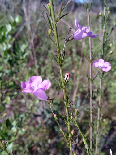 Agalinis fasciculata image